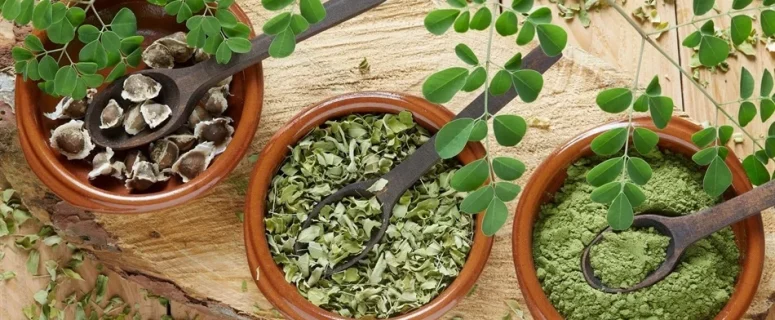 Moringa Oleifera: Why the Miracle Tree Boosts Immunity, Reduces Inflammation, and Supports Metabolic Health Moringa Oleifera: Why the Miracle Tree Boosts Immunity, Reduces Inflammation, and Supports Metabolic Health