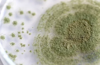 Koji Fungus: Health Benefits, Nutrition, and Functional Applications