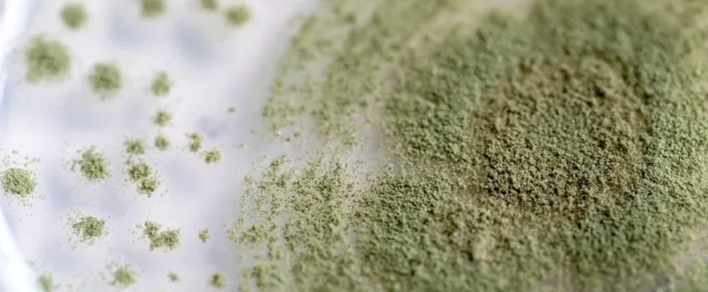 Koji Fungus: Health Benefits, Nutrition, and Functional Applications Koji Fungus: Health Benefits, Nutrition, and Functional Applications